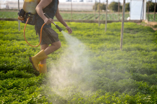 Best Local Pest Control Services  in Shannon, GA