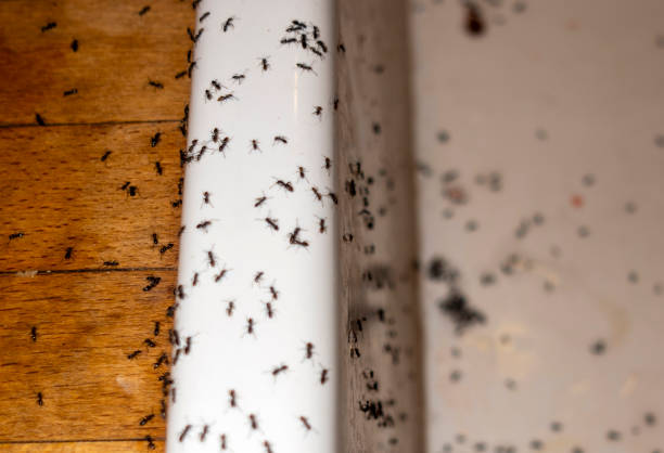 Best Pest Inspection Near Me  in Shannon, GA