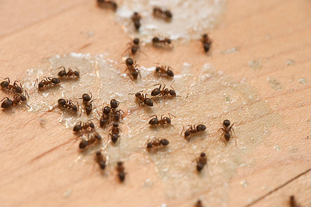 Best Wasp Removal Services  in Shannon, GA